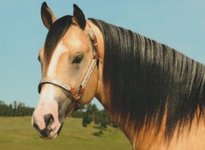 Lucky Wonder Horse