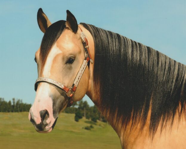 Lucky Wonder Horse