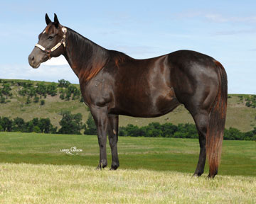 CE BLACK OPAL