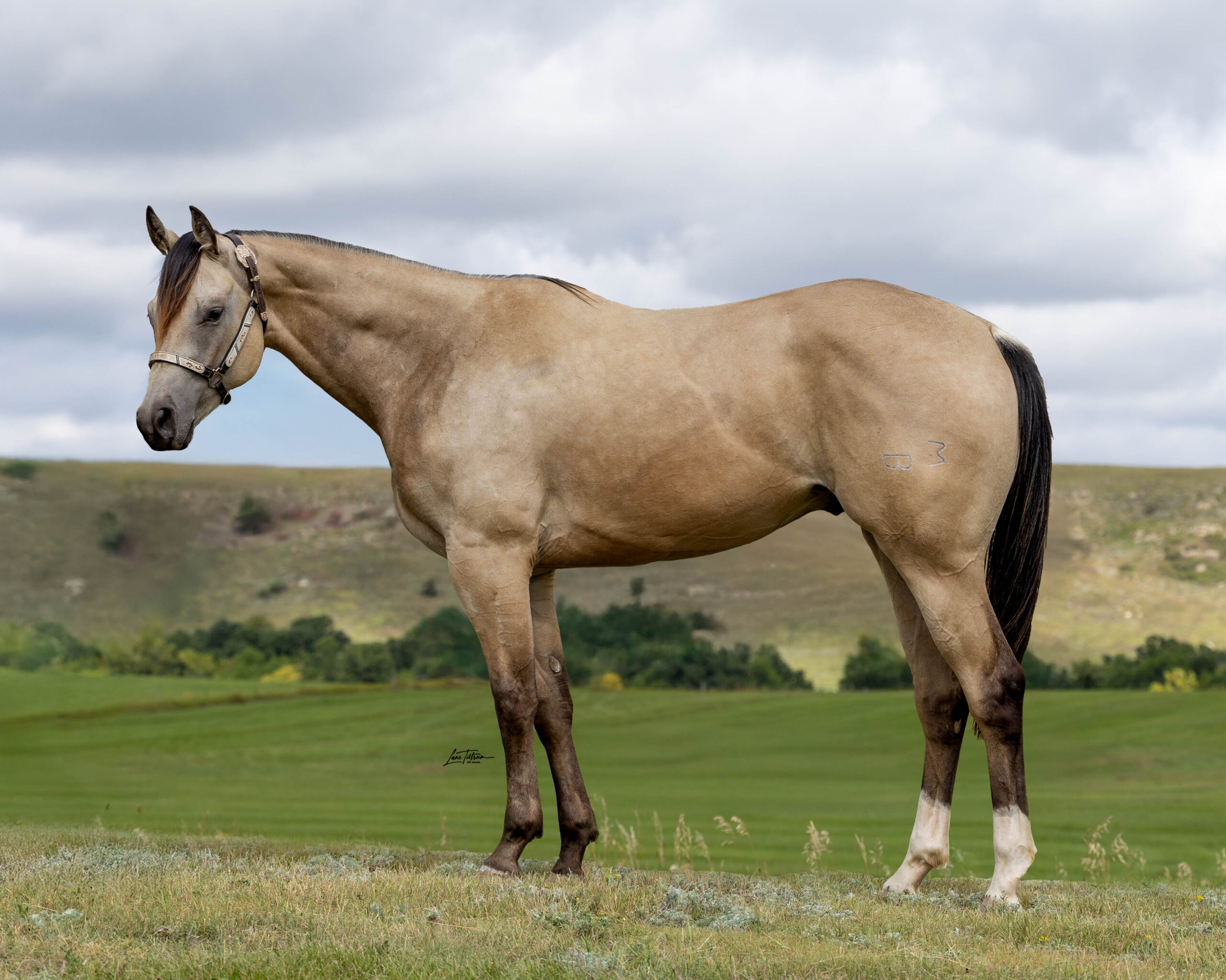 HEZGOT SPECIAL POWER