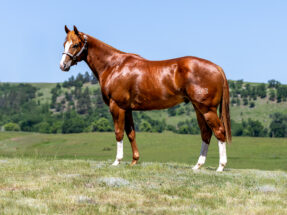 2023 sorrel gelding IM DOUBLE SPECIAL by Ima Special Kindaguy and out of Bugs Special Cash SI 94. Loaded with incentives—Pink Buckle, Ruby Buckle, Riata Buckle, Royal Crown, Future Fortunes, and more.