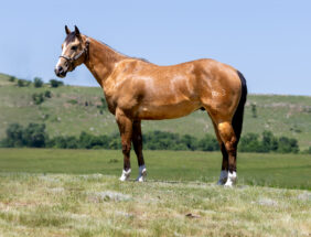 2023 buckskin gelding LUCKYZ MR BIG by Lucky Wonder Horse and out of a Frenchmans Guy mare. Eligible for Pink Buckle, Ruby Buckle, Riata Buckle, Royal Crown, and top futurity incentives nationwide.