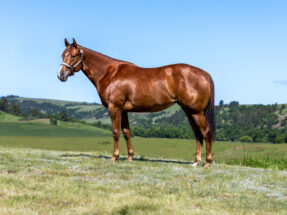 SHEZ GONNA B LUCKY is a 2023 sorrel mare by Lucky Wonder Horse and out of a Frenchmans Guy daughter. Incentive eligible for Pink Buckle, Ruby Buckle, Royal Crown, Riata Buckle, and more.