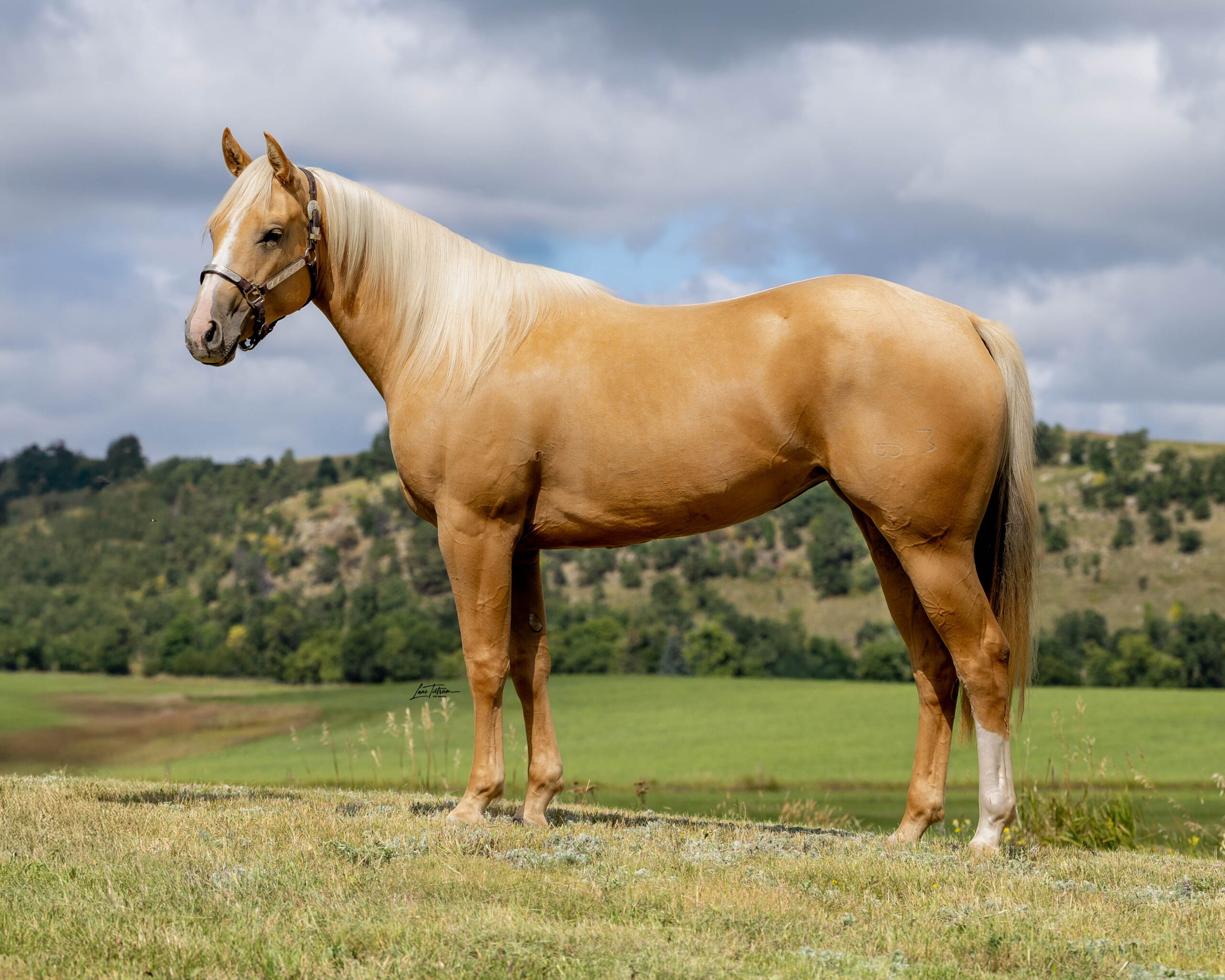 SHEZGOT SPECIAL FAME