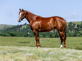 2023 sorrel mare SHEZA CLASSIC SPECIAL by Ima Special Kindaguy and out of Smashingly Classic SI 92. Packed with incentives—Pink Buckle, Ruby Buckle, Riata Buckle, Royal Crown, and more futurity favorites.