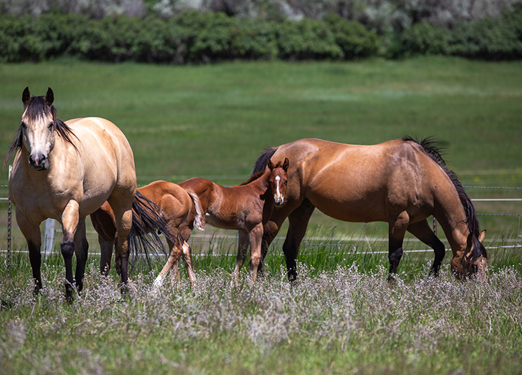 Myers Performance Horses: Celebrating Our Legacy in Barrel Racing